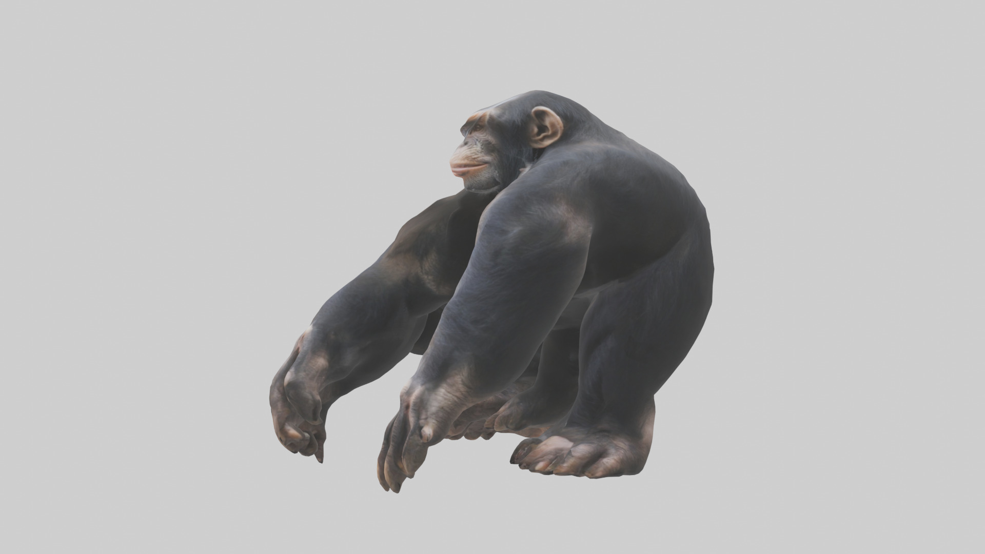 Chimpanzee Paws 3D model_12