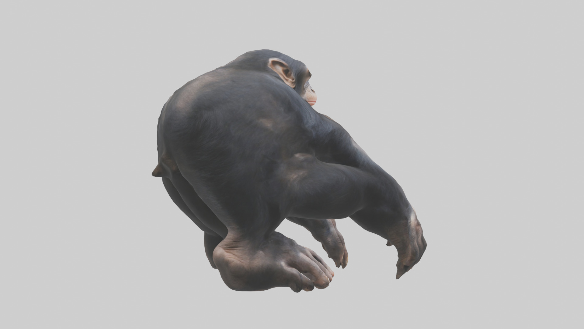Chimpanzee Paws 3D model_13