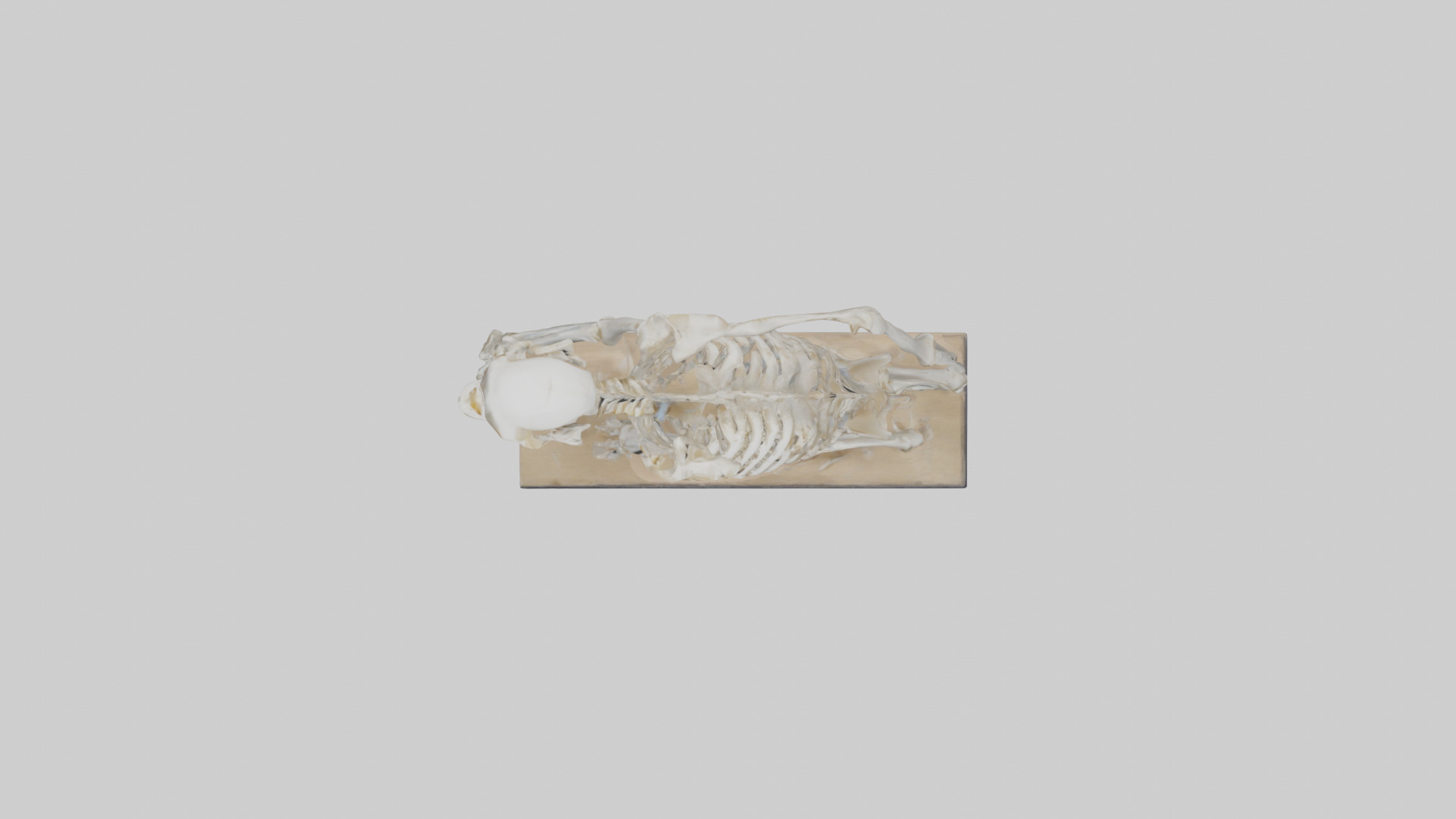 Chimpanzee Skeleton model 3D model_14