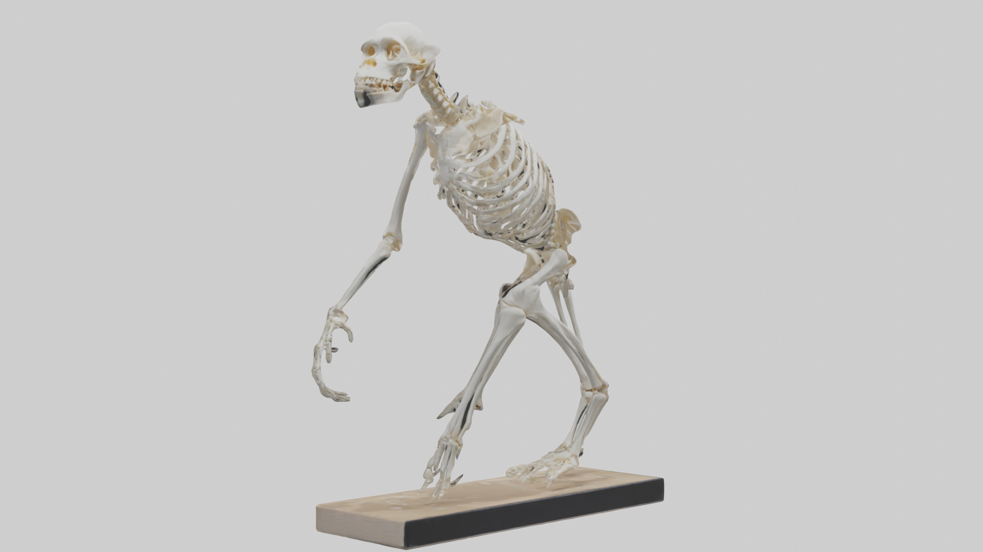Chimpanzee Skeleton model 3D model_11