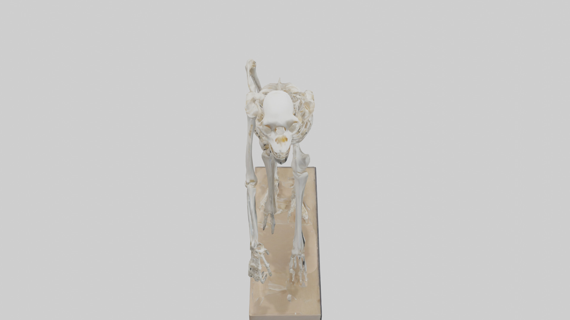 Chimpanzee Skeleton model 3D model_18