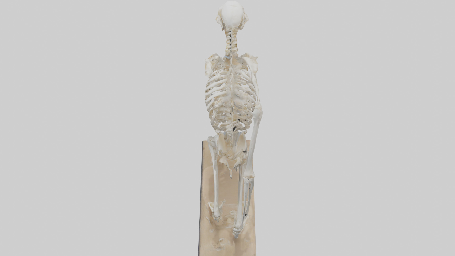 Chimpanzee Skeleton model 3D model_17