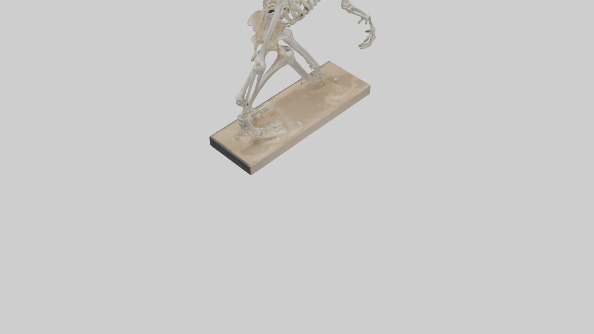 Chimpanzee Skeleton model 3D model_3