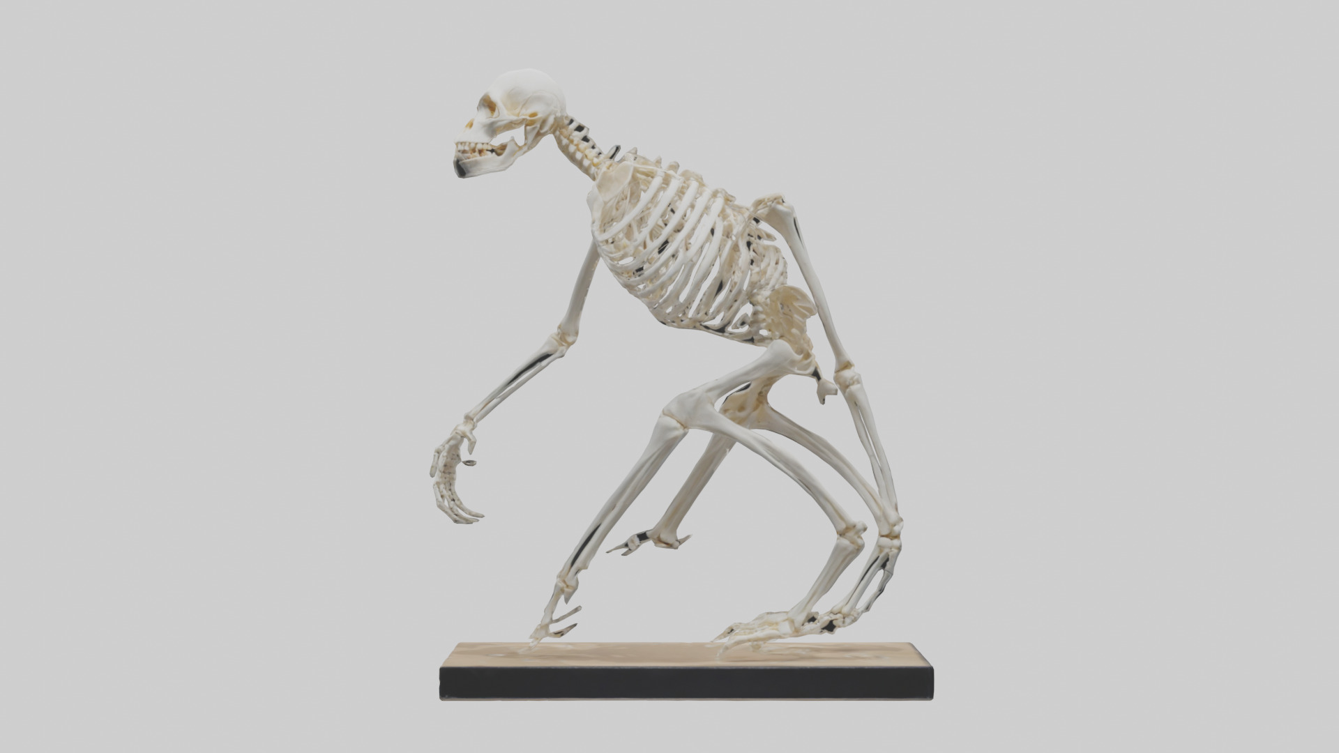 Chimpanzee Skeleton model 3D model_9