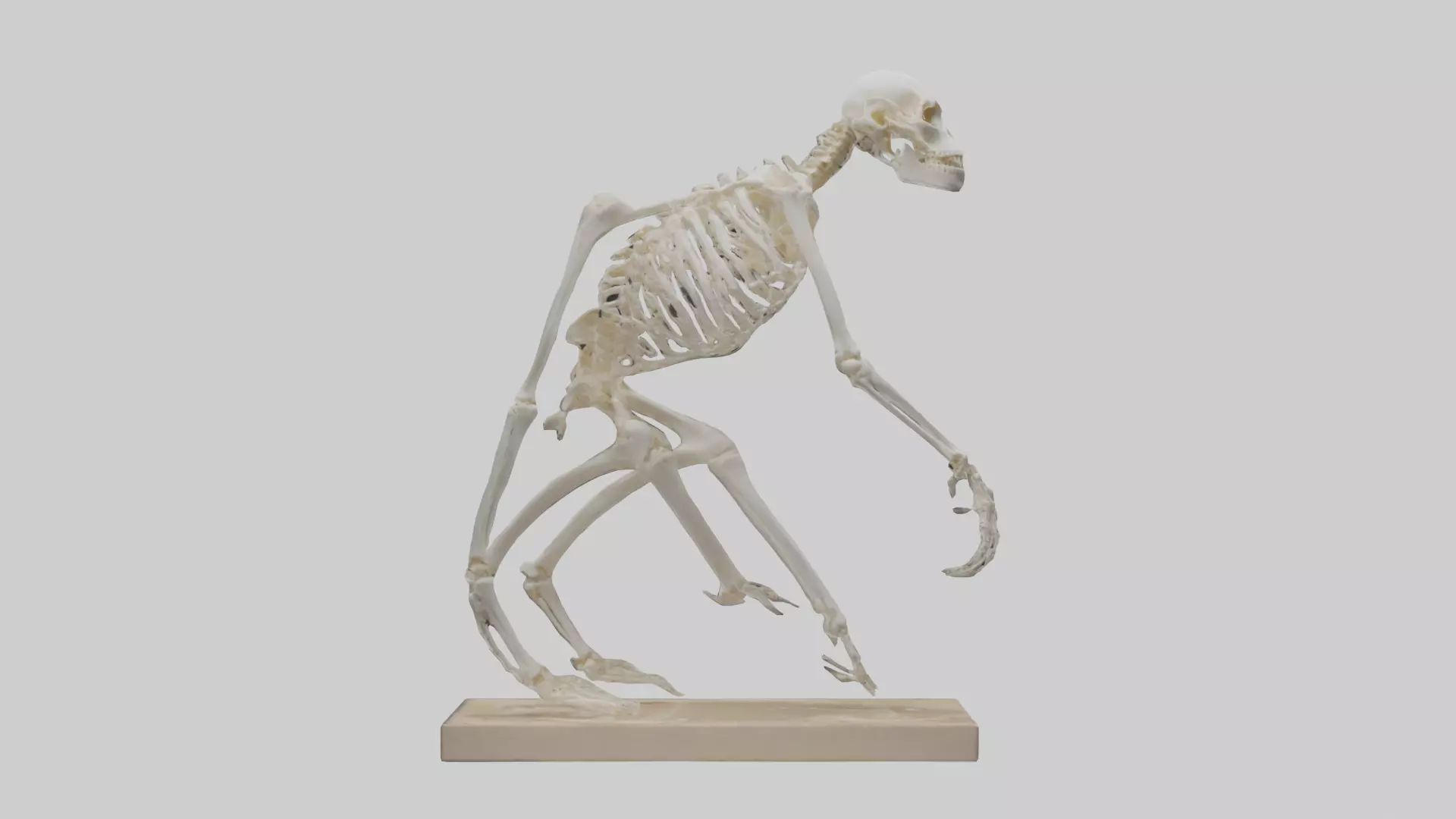 Chimpanzee Skeleton model 3D model_0