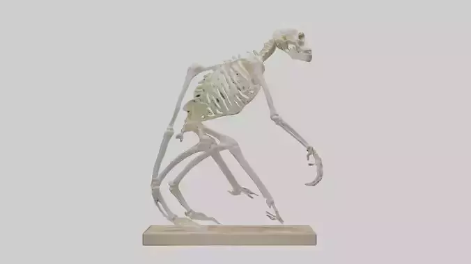 Chimpanzee Skeleton model