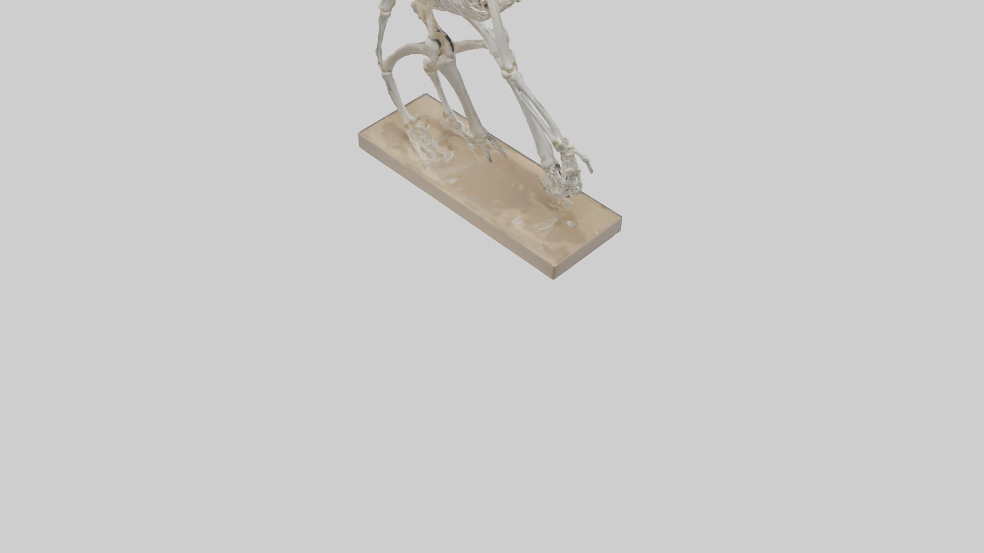 Chimpanzee Skeleton model 3D model_4