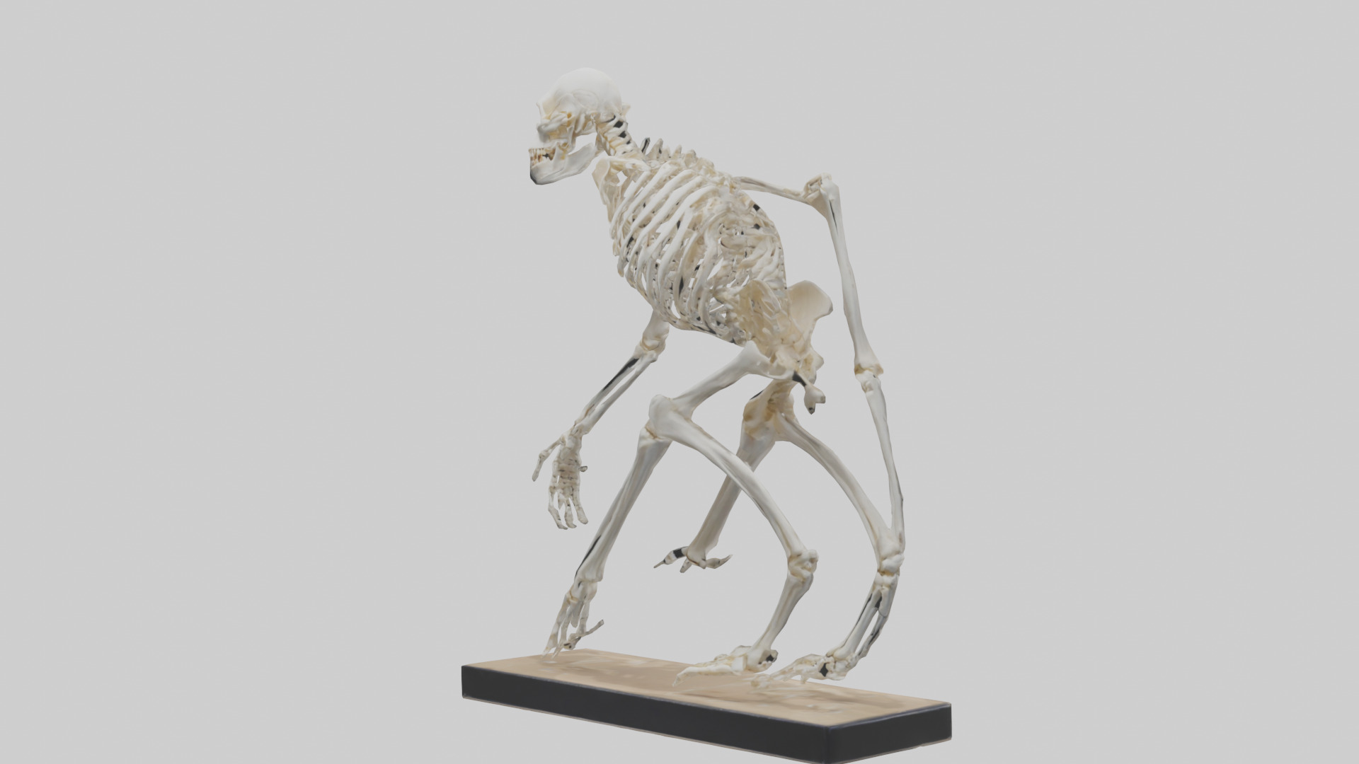 Chimpanzee Skeleton model 3D model_8