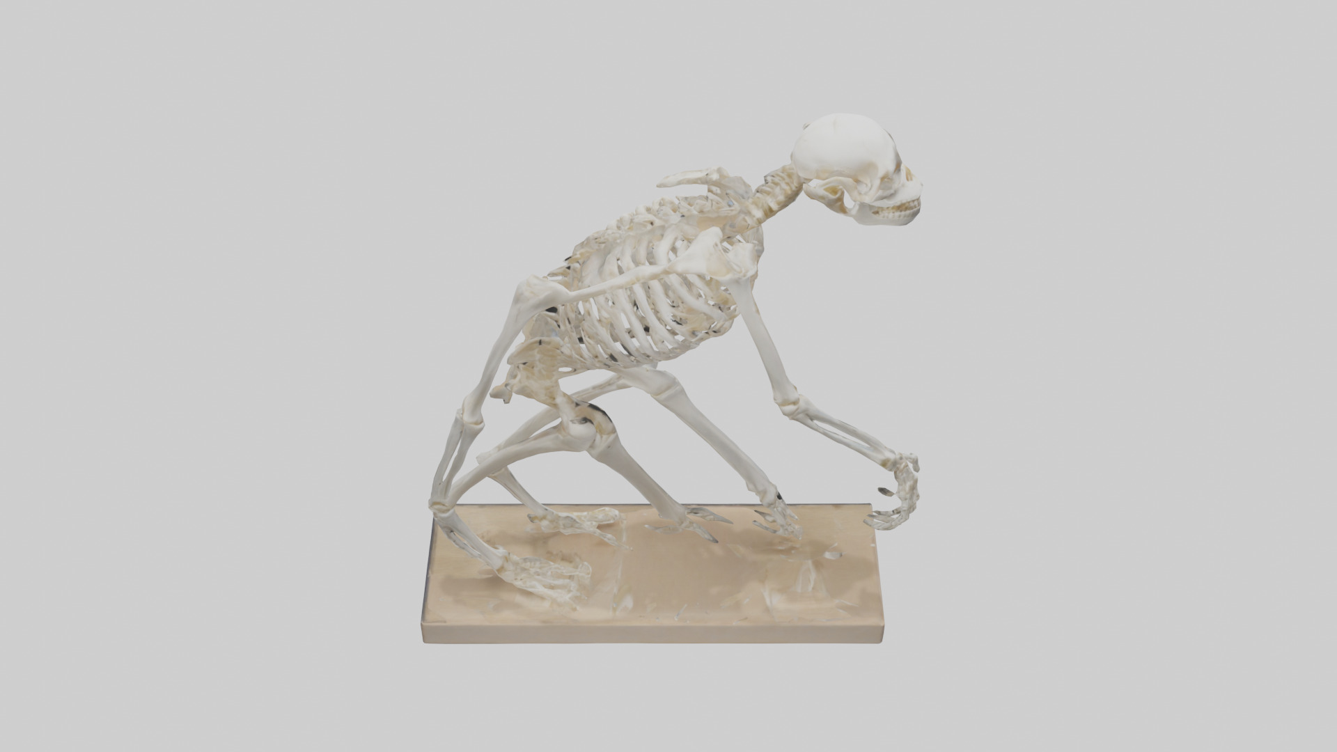 Chimpanzee Skeleton model 3D model_15
