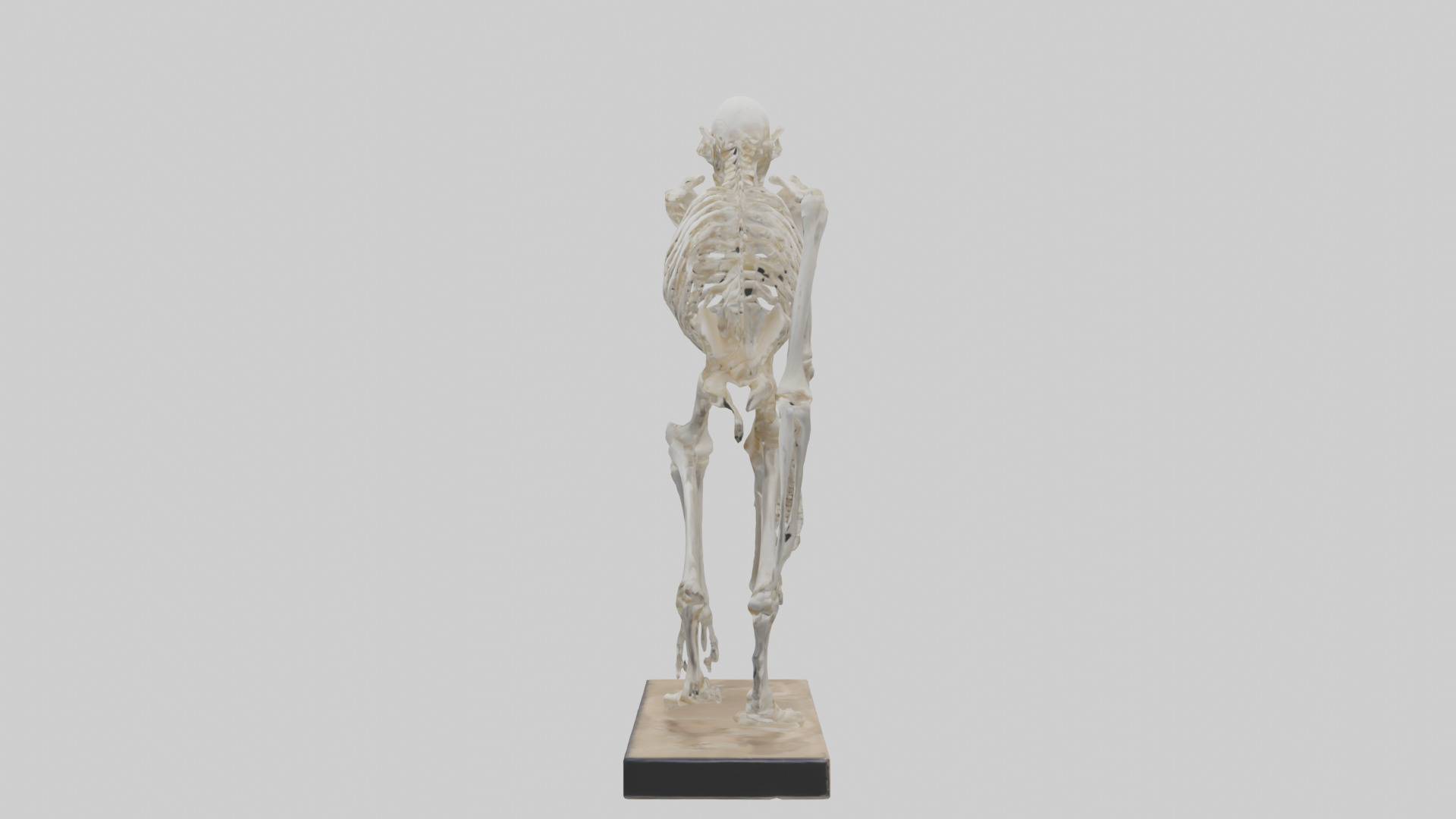 Chimpanzee Skeleton model 3D model_12