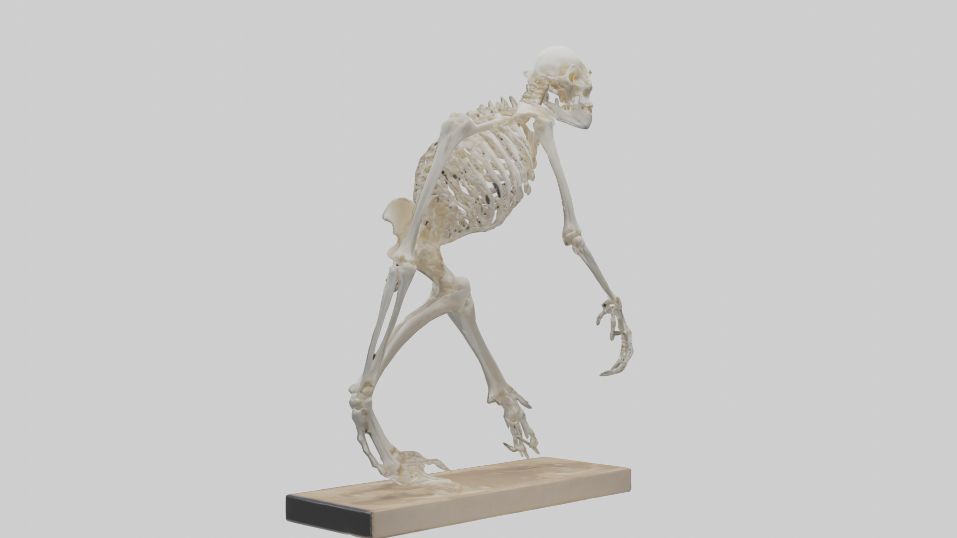 Chimpanzee Skeleton model 3D model_1