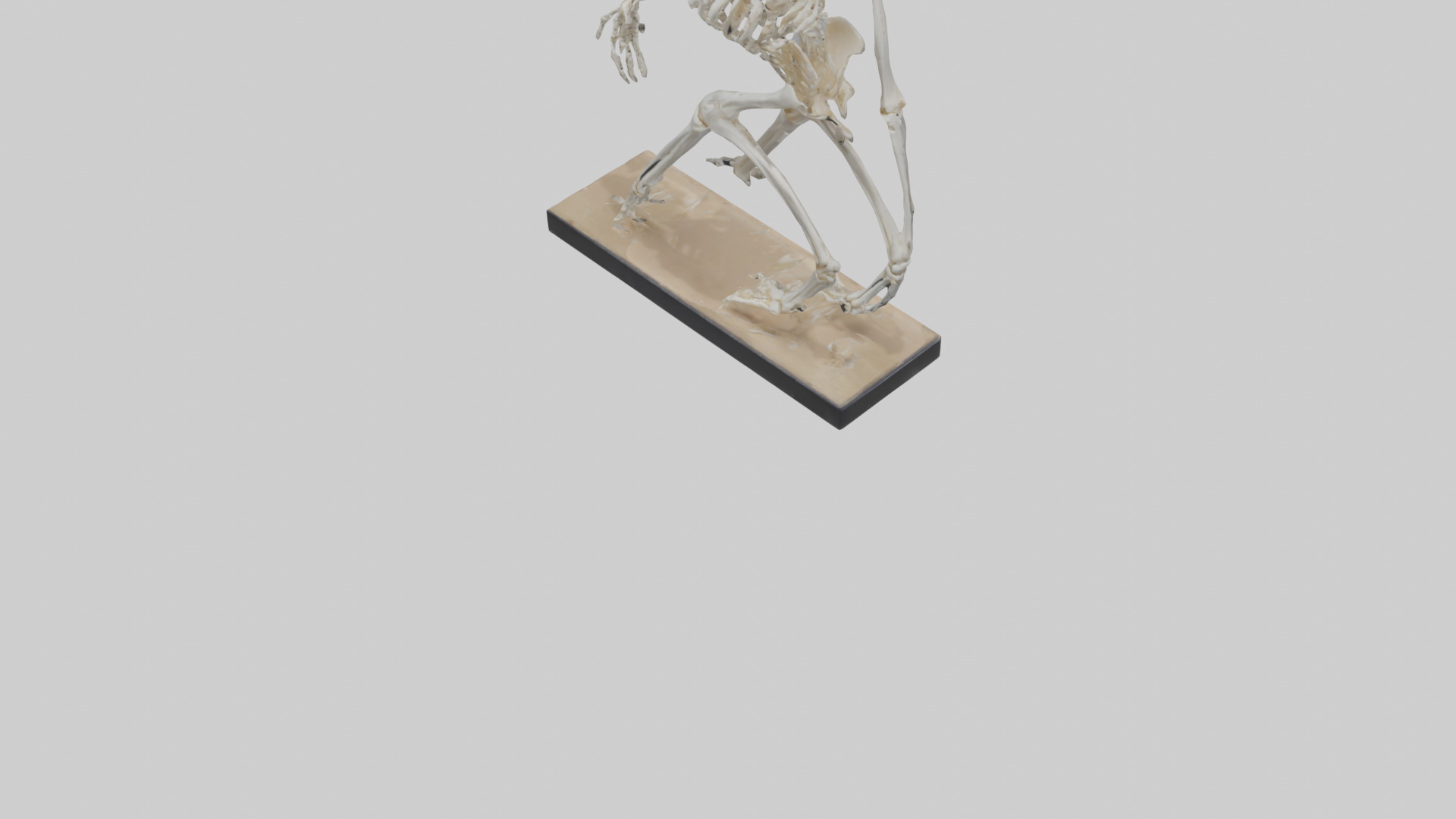 Chimpanzee Skeleton model 3D model_5