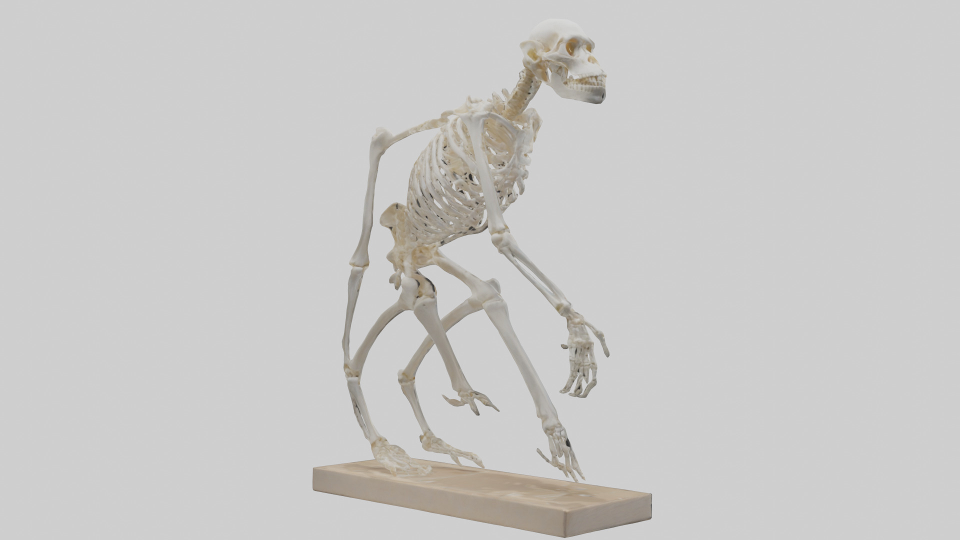 Chimpanzee Skeleton model 3D model_2