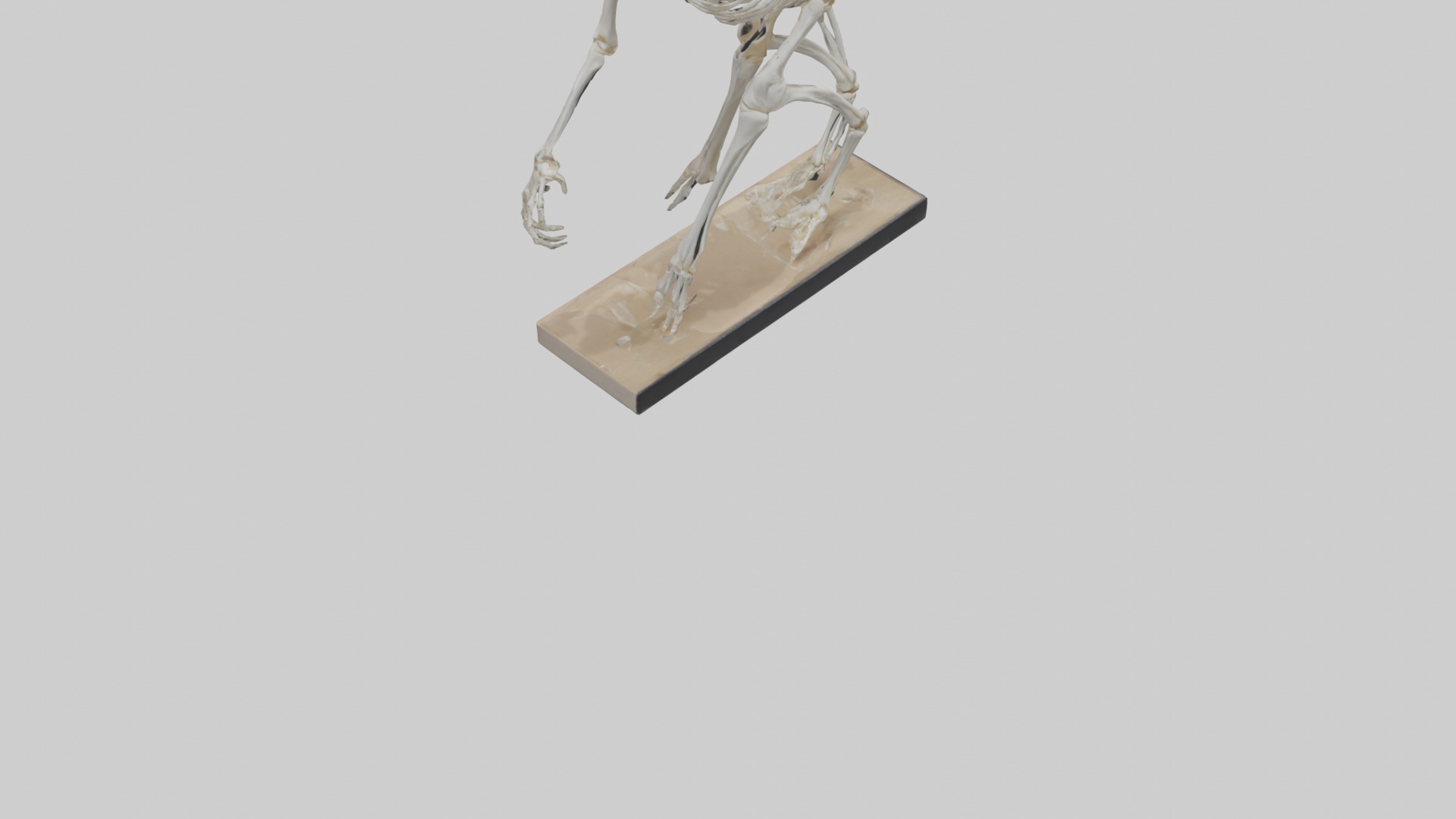 Chimpanzee Skeleton model 3D model_6