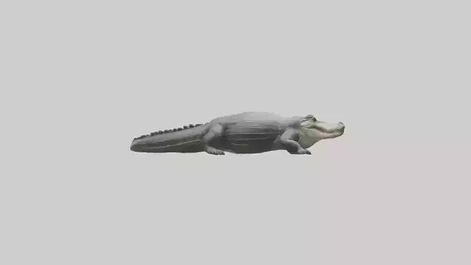 Chinese Alligator resting model