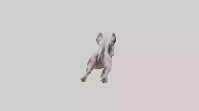 Chinese Crested Dog running model