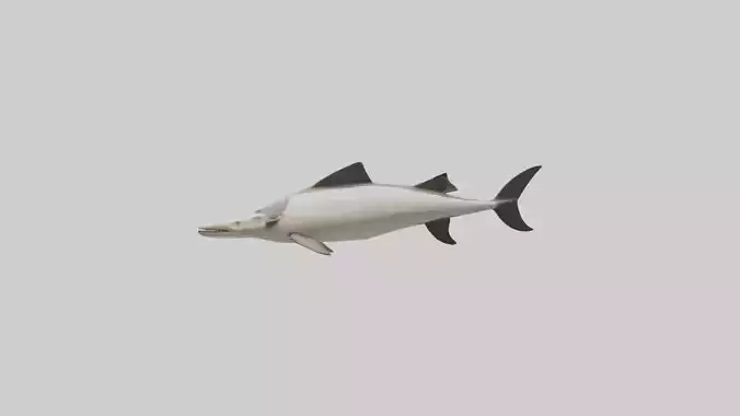 Chinese Paddlefish swimming model