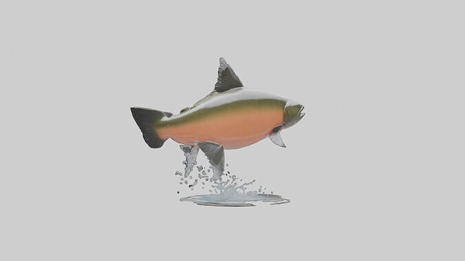 Chinook Salmon jumping upstream model 3D model 2