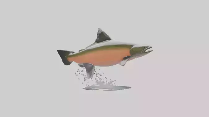 Chinook Salmon jumping upstream model