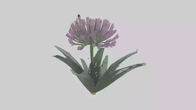 Chive flower model