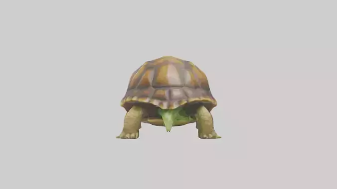Tortoise eating lettuce model