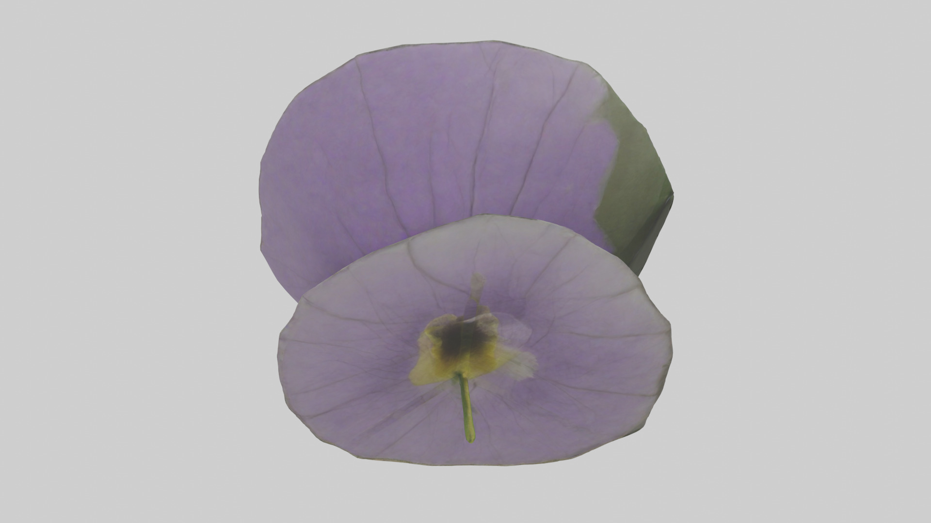 Torenia model Low-poly 3D model_13