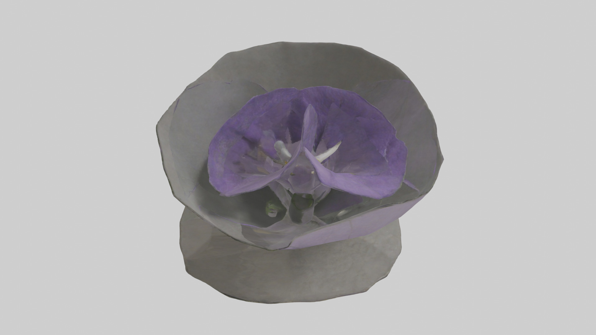 Torenia model Low-poly 3D model_12