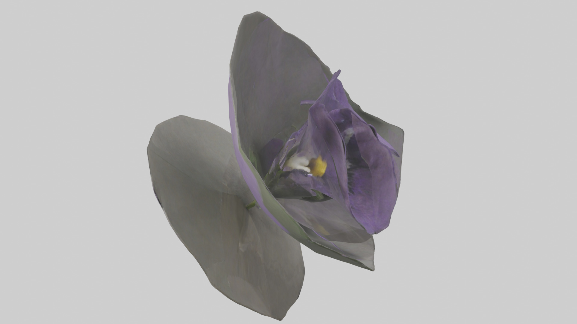 Torenia model Low-poly 3D model_16