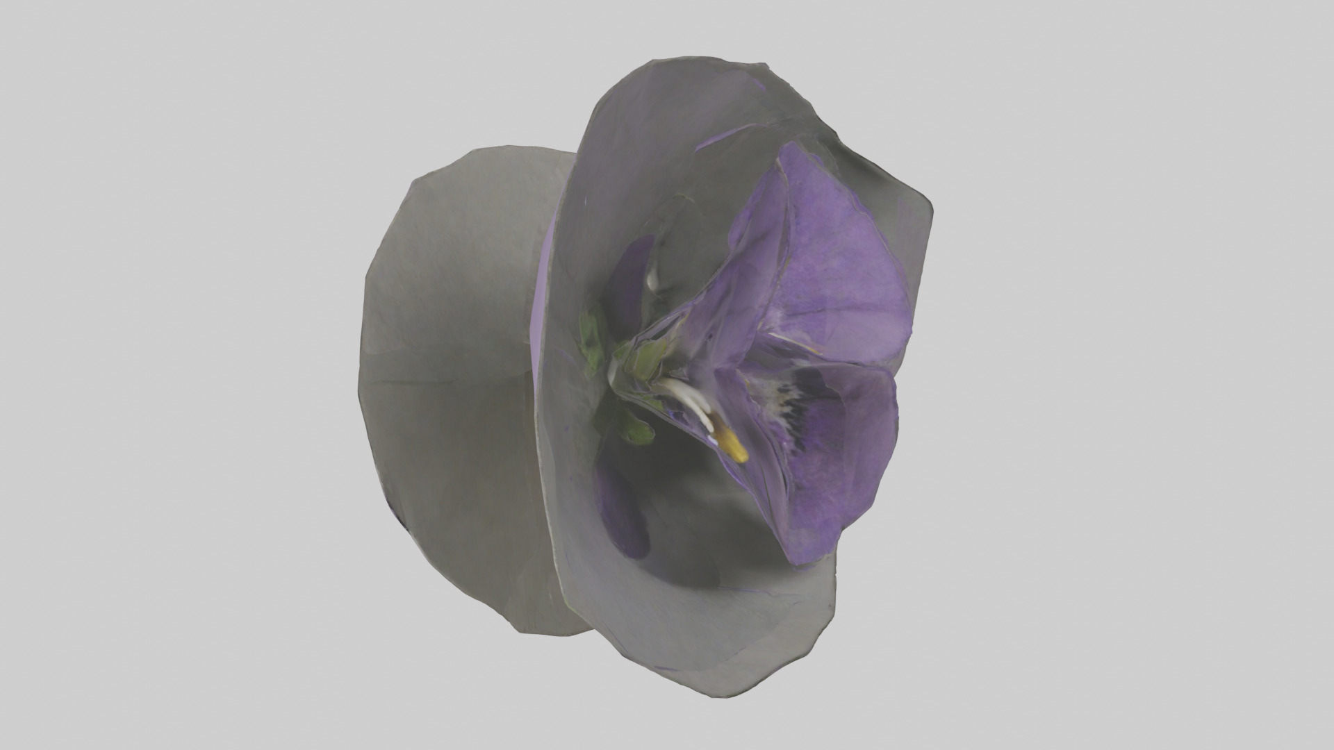Torenia model Low-poly 3D model_14