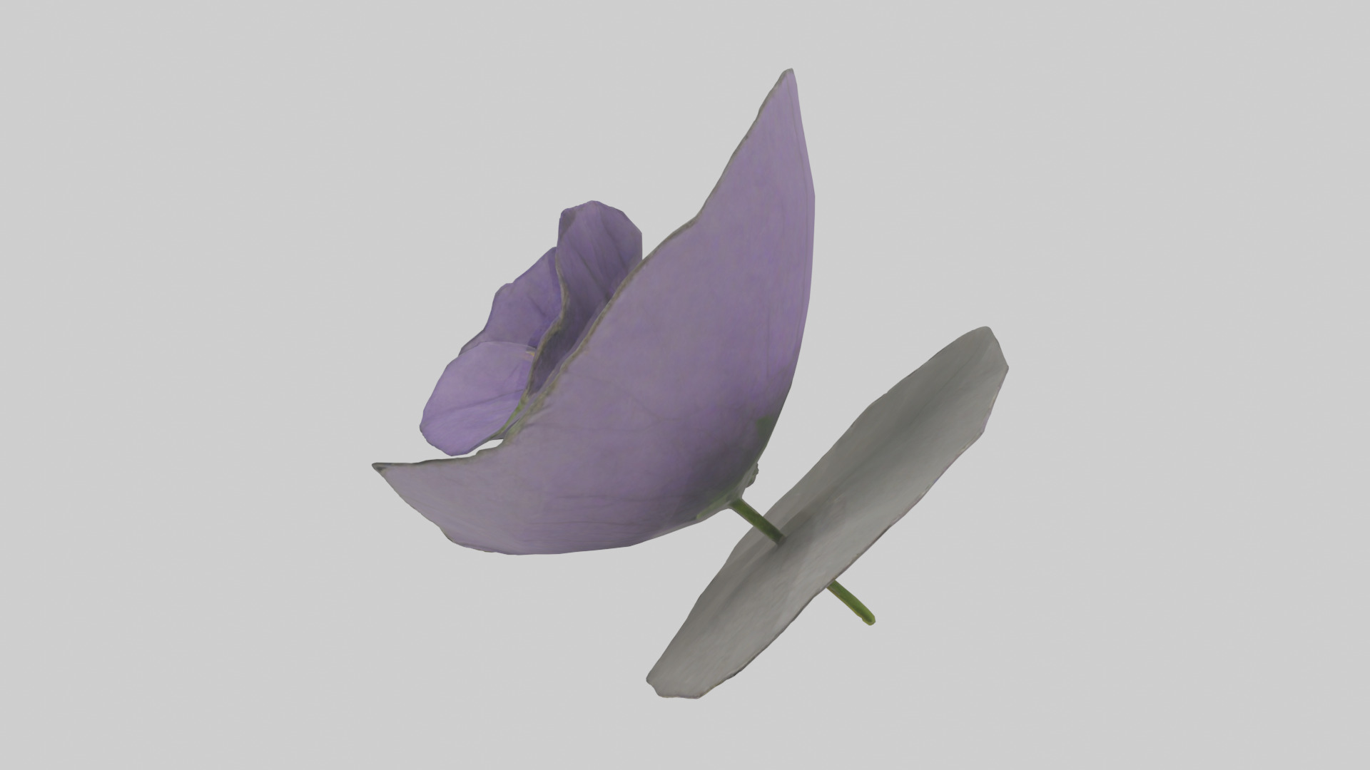Torenia model Low-poly 3D model_1