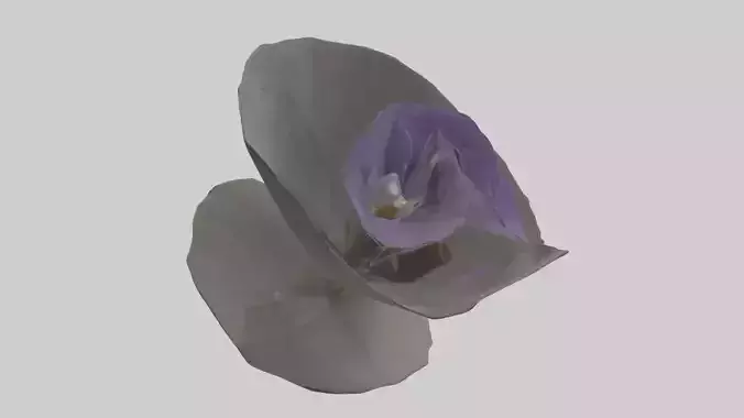 Torenia model