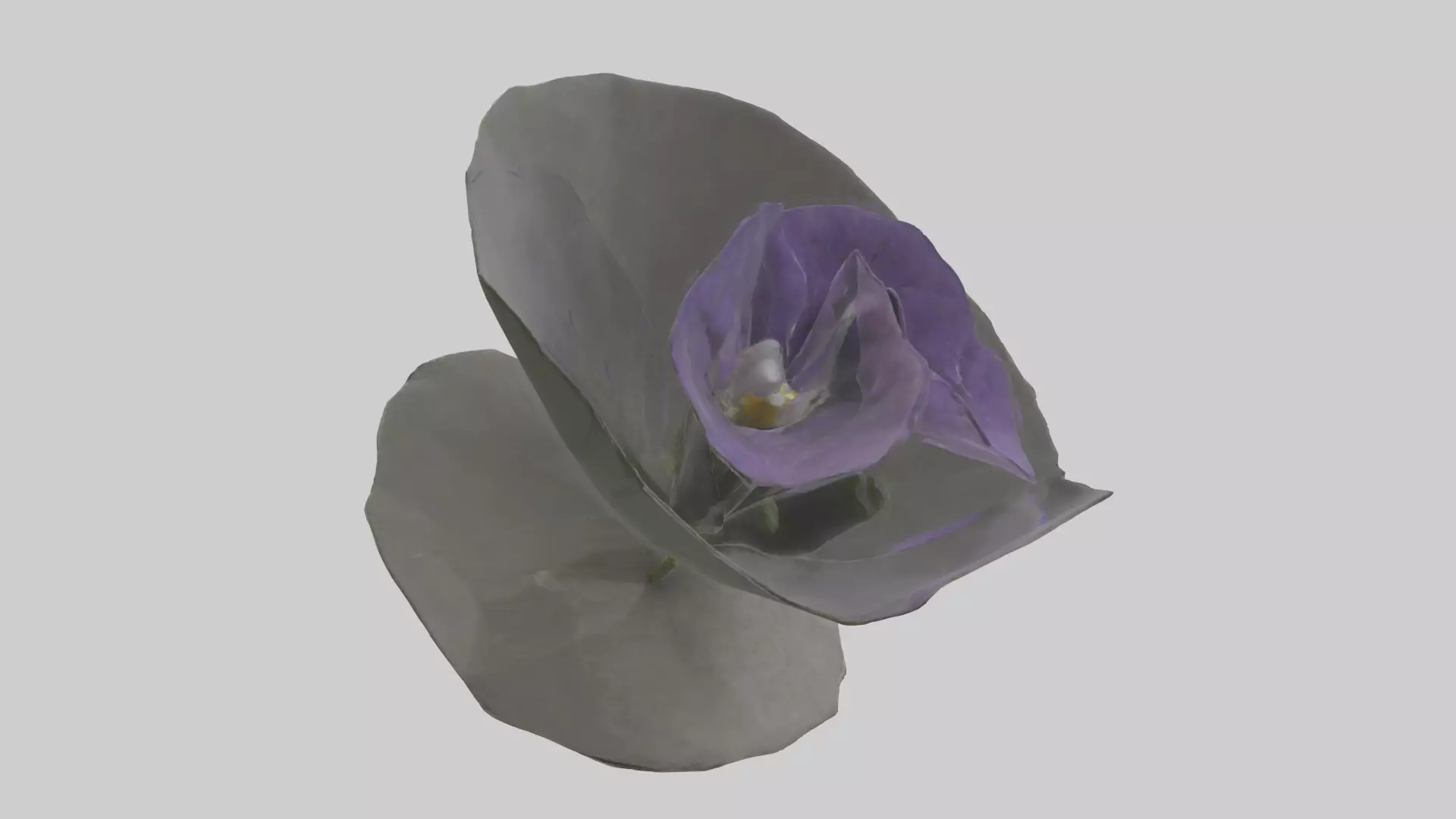 Torenia model Low-poly 3D model_0