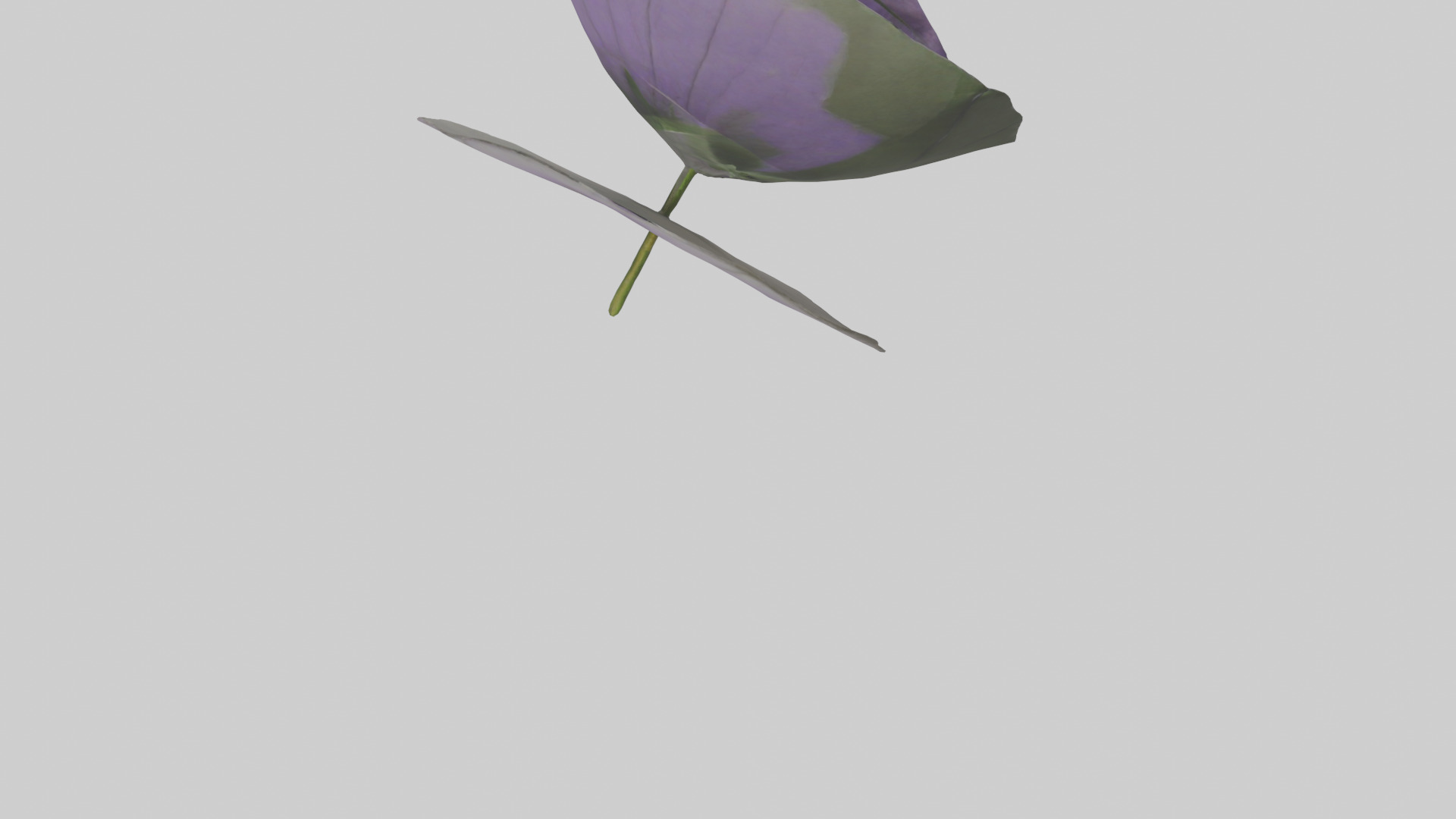 Torenia model Low-poly 3D model_7
