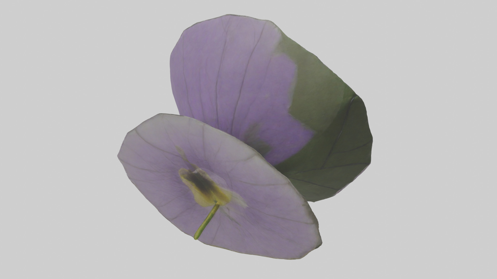 Torenia model Low-poly 3D model_8