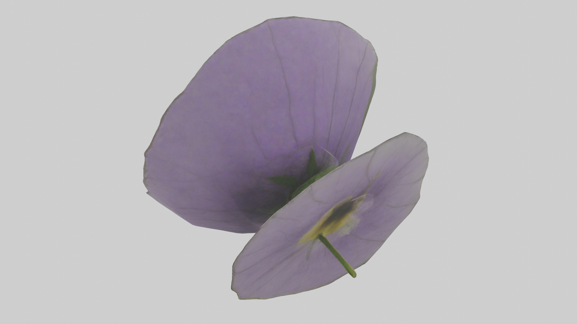 Torenia model Low-poly 3D model_3