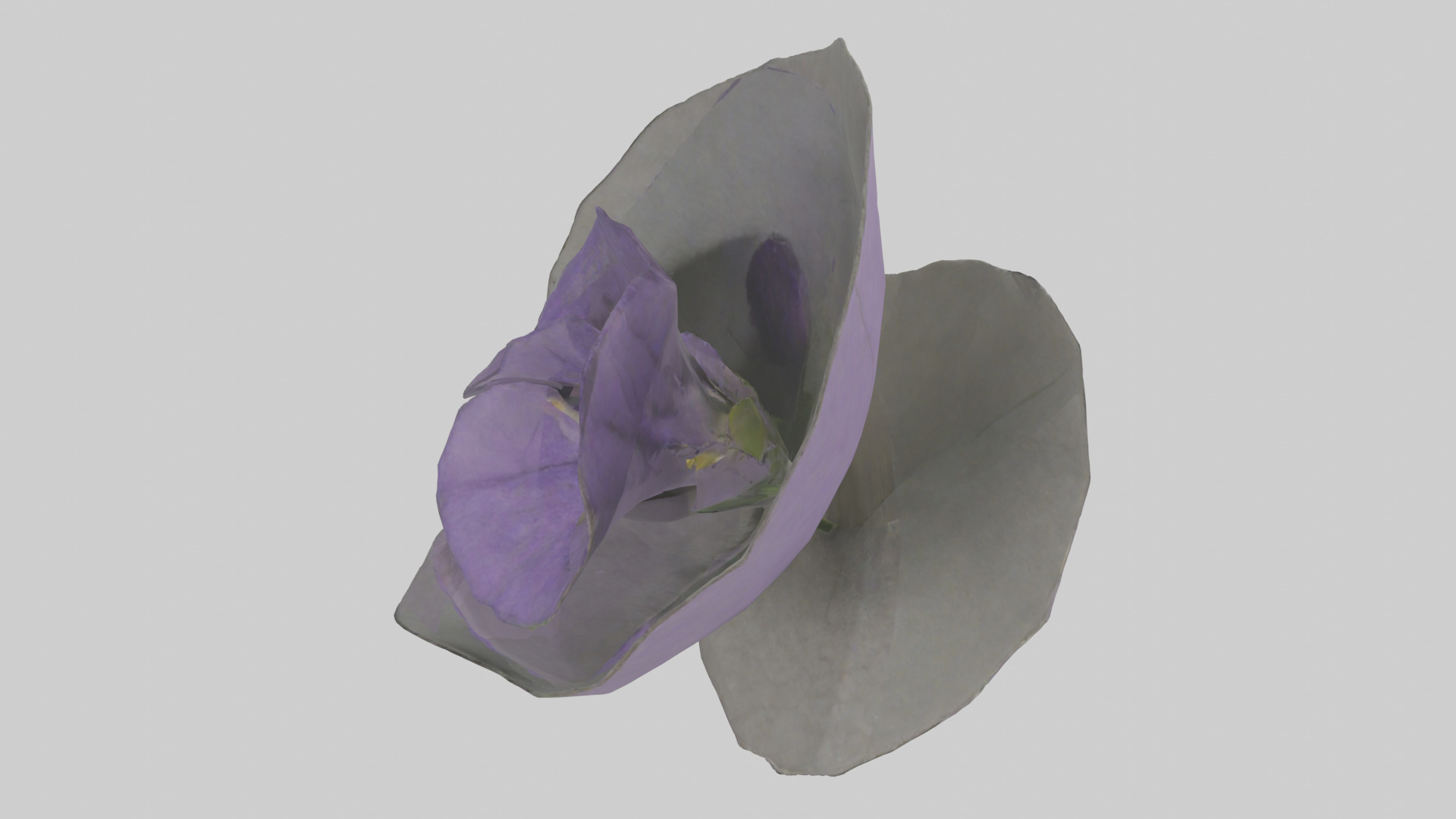 Torenia model Low-poly 3D model_15