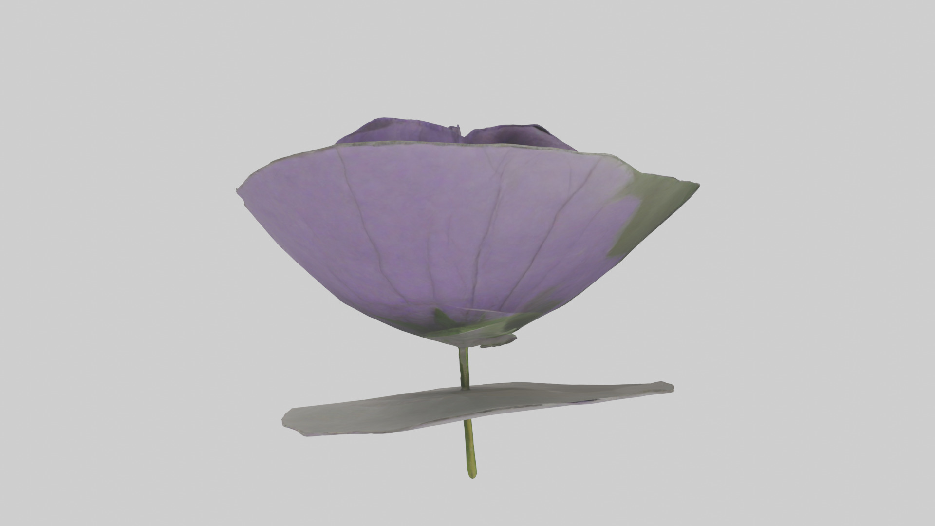 Torenia model Low-poly 3D model_18