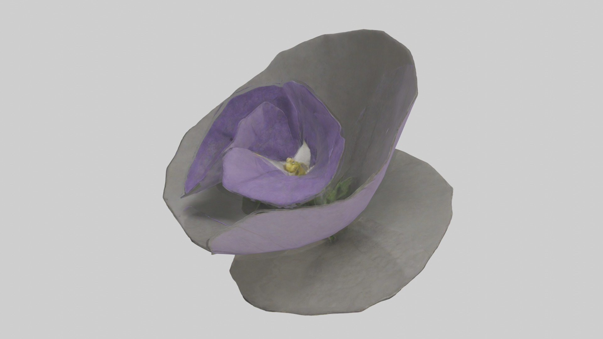 Torenia model Low-poly 3D model_2