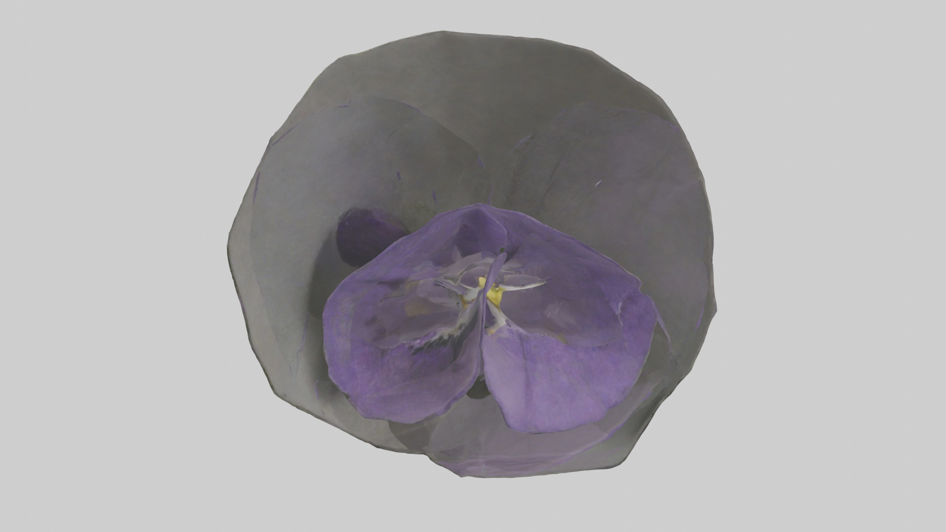 Torenia model Low-poly 3D model_17