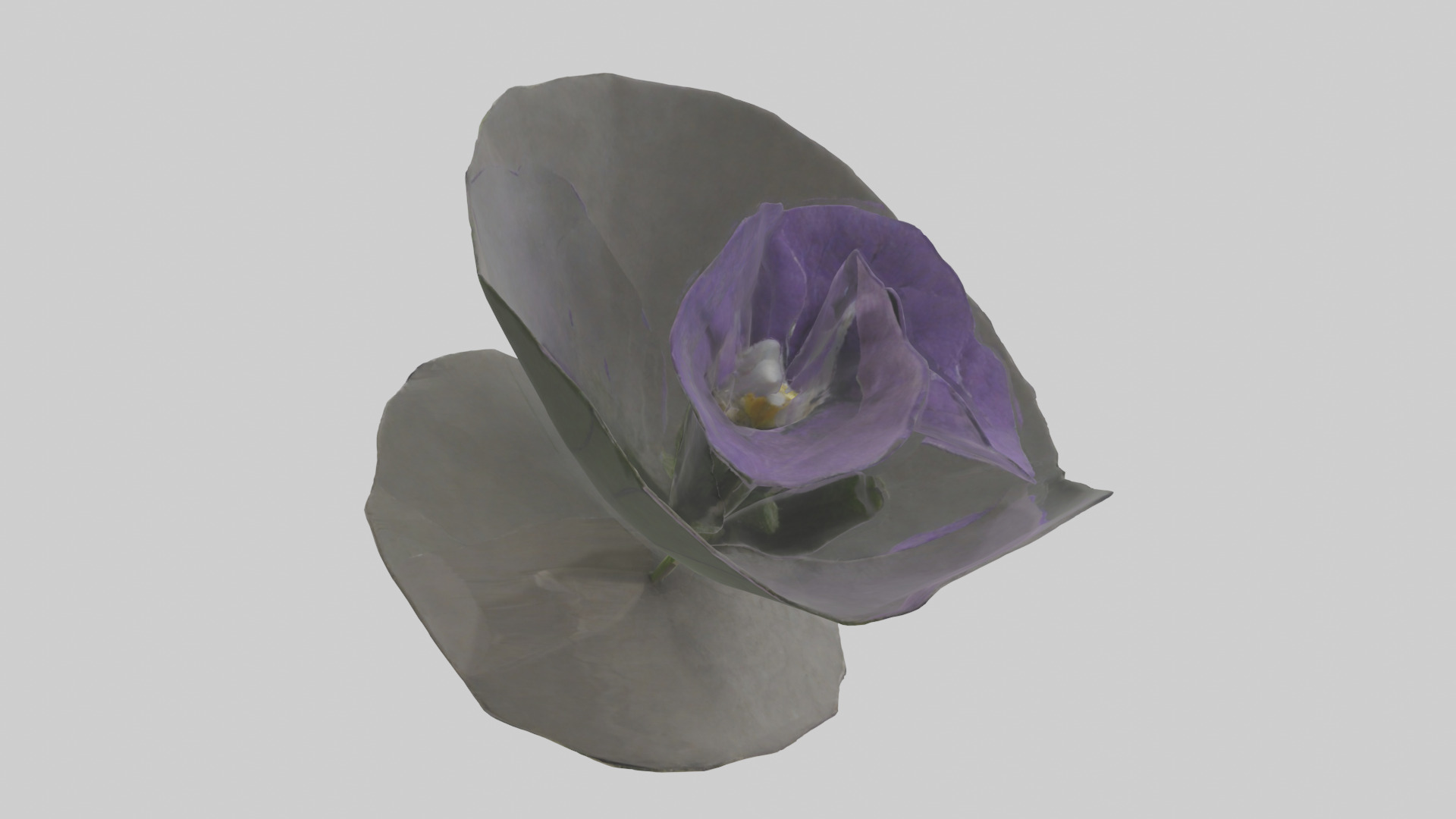 Torenia model Low-poly 3D model_10
