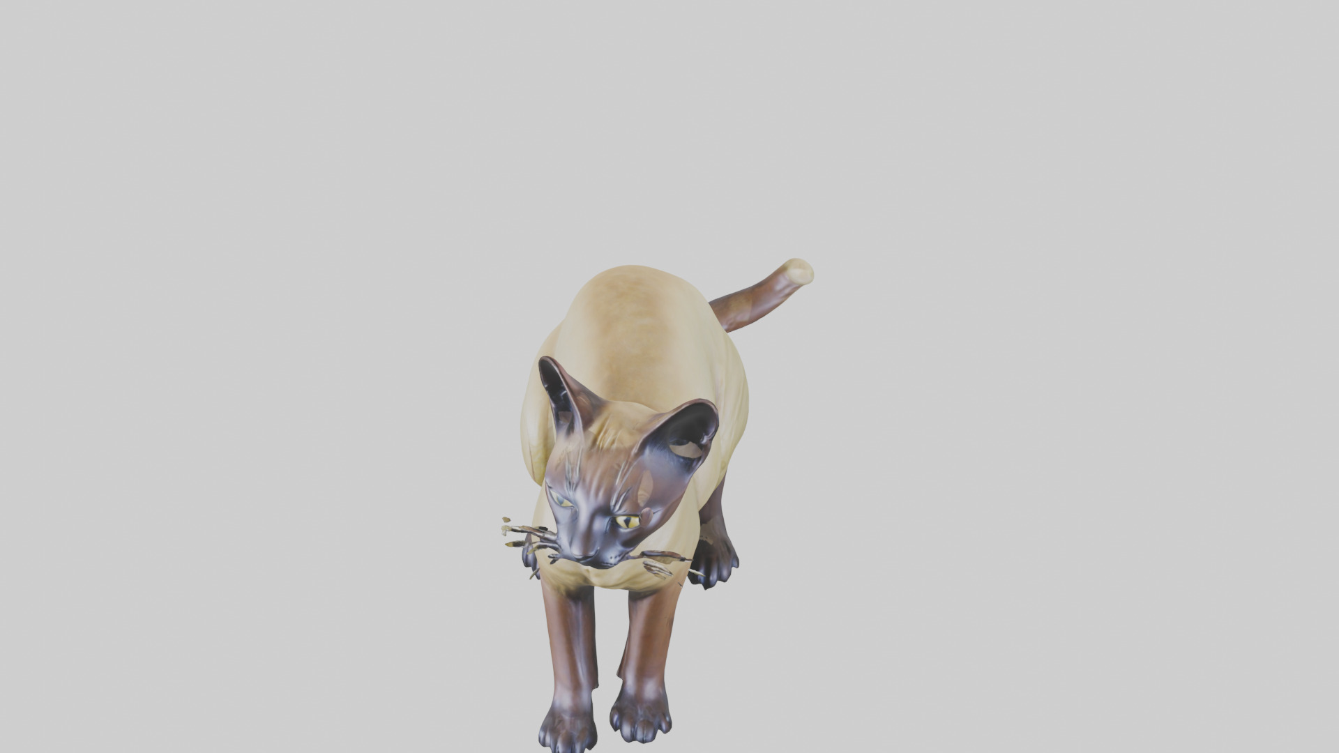 Tonkinese Cat statue model Low-poly 3D model_16