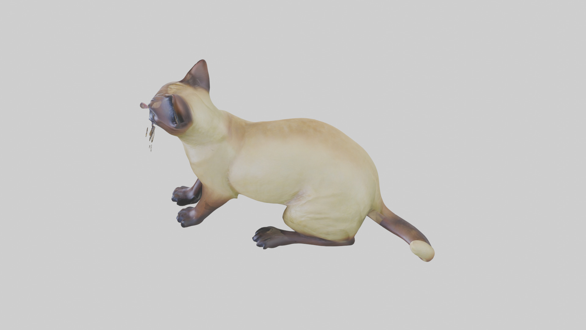 Tonkinese Cat statue model Low-poly 3D model_17
