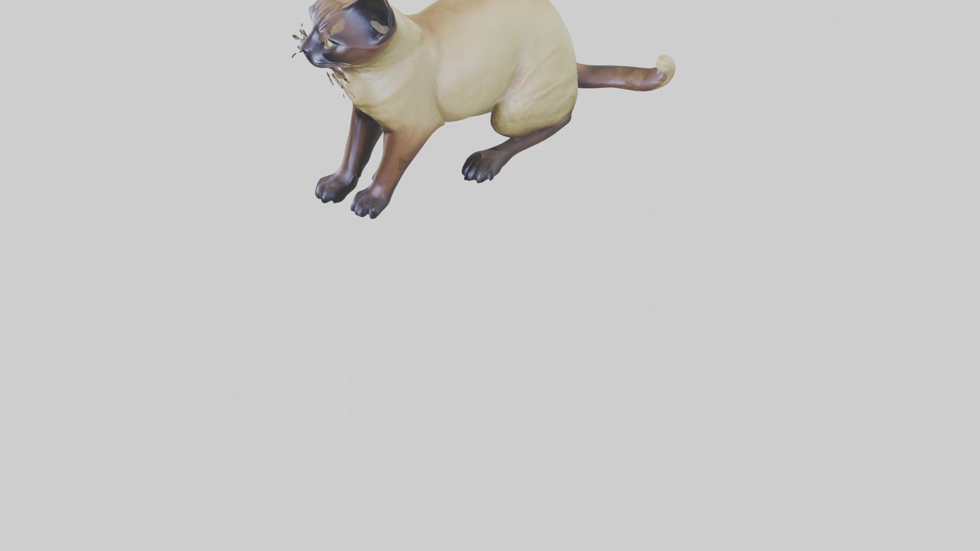 Tonkinese Cat statue model Low-poly 3D model_7