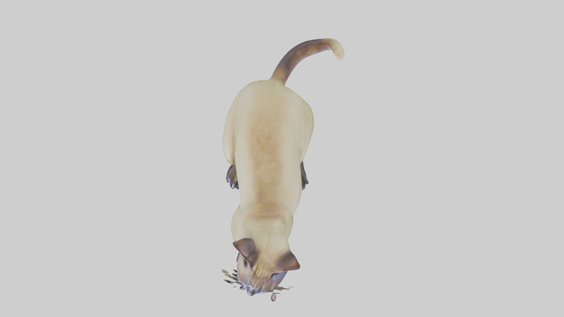Tonkinese Cat statue model Low-poly 3D model_14