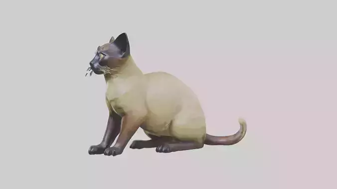 Tonkinese Cat statue model