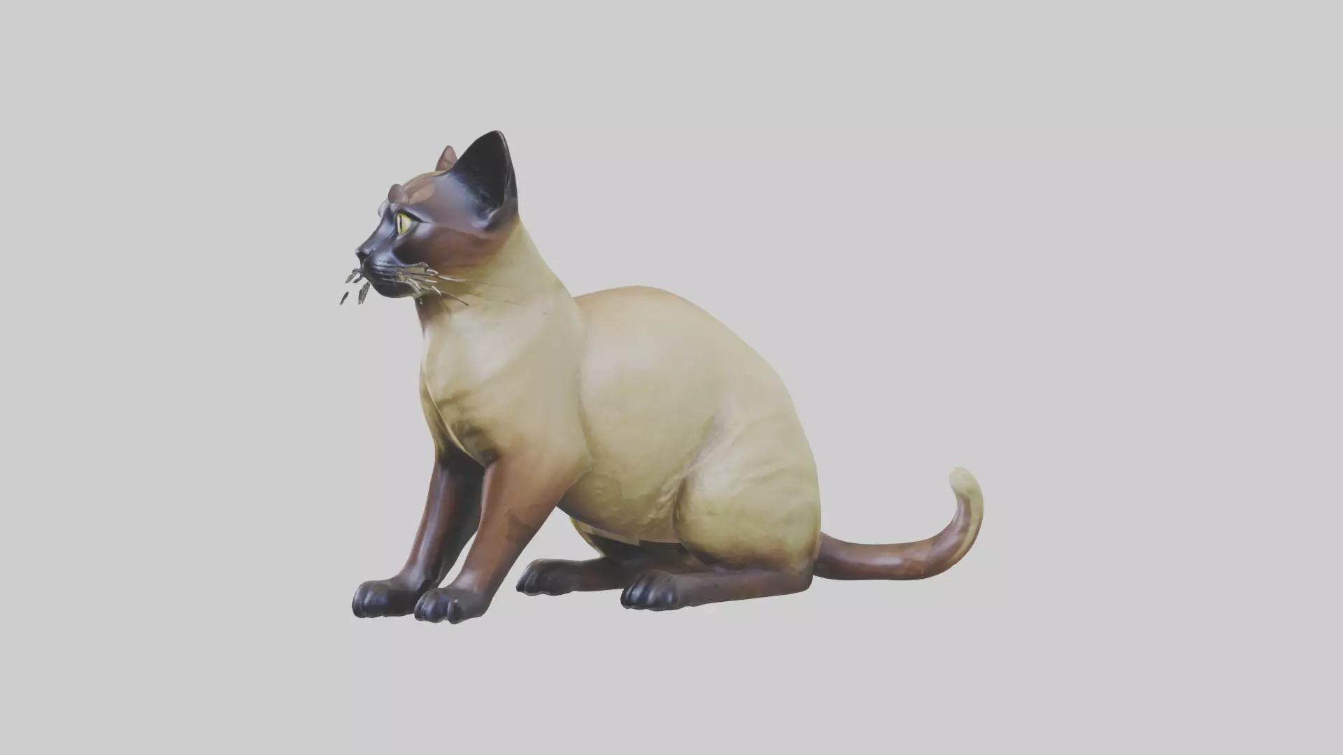 Tonkinese Cat statue model Low-poly 3D model_0