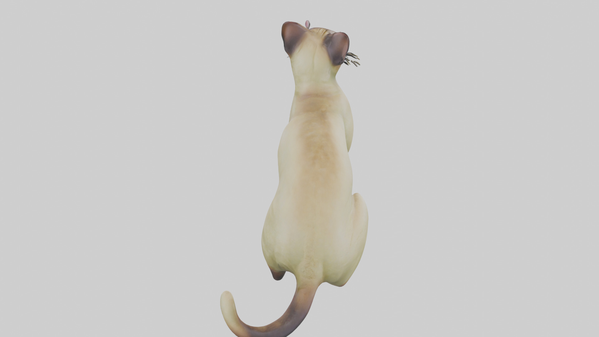 Tonkinese Cat statue model Low-poly 3D model_15