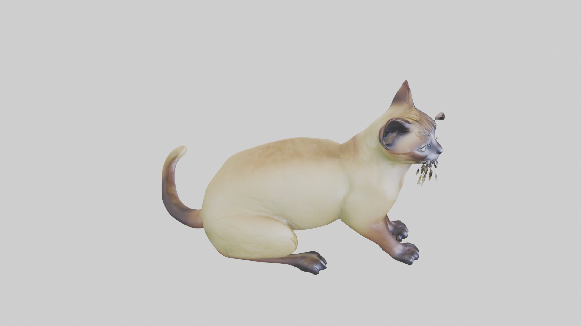 Tonkinese Cat statue model Low-poly 3D model_18