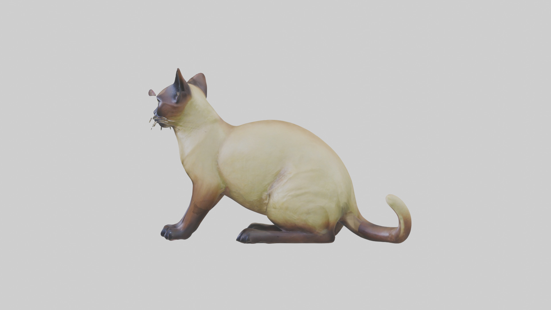 Tonkinese Cat statue model Low-poly 3D model_12