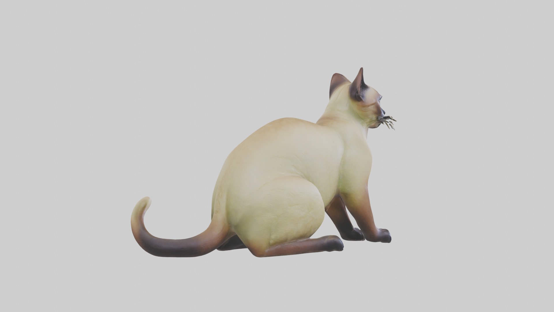 Tonkinese Cat statue model Low-poly 3D model_4